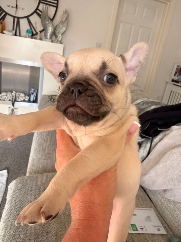 French bulldog puppies for sale 3 cream and 1 brown - Image 3 of 4