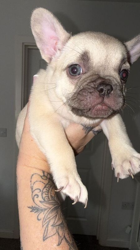 French bulldog puppies for sale 3 cream and 1 brown - Image 4 of 4