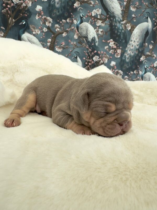 French Bulldog puppies for sale in Barnsley, South Yorkshire – 3 weeks old