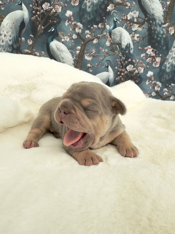 French Bulldog puppies for sale in Barnsley, South Yorkshire – 3 weeks old - Image 2 of 3