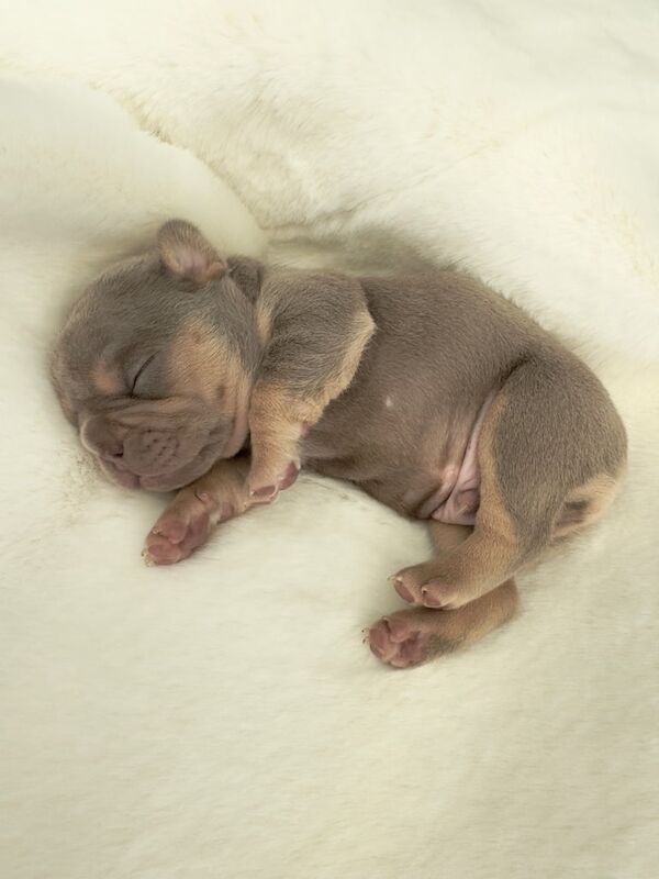 French Bulldog puppies for sale in Barnsley, South Yorkshire – 3 weeks old - Image 3 of 3