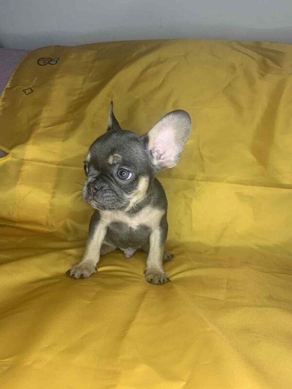 French Bulldog puppies for sale in Great Barr, West Midlands – 8 weeks old