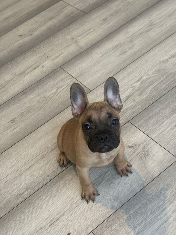 French Bulldog Puppies For Sale - Image 2 of 3
