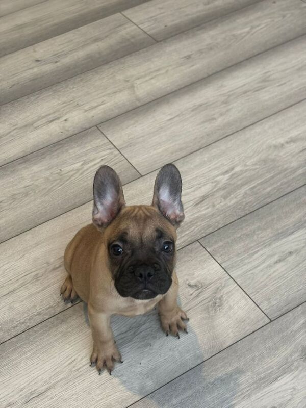 French Bulldog Puppies For Sale - Image 3 of 3