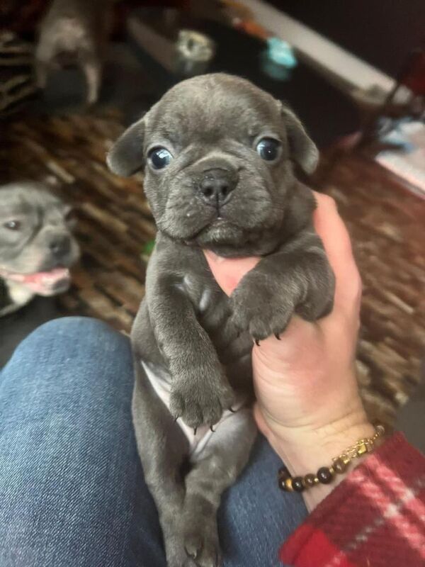 French Bulldog puppies for sale in Kirkstall, West Yorkshire – KC registered, 5 weeks old