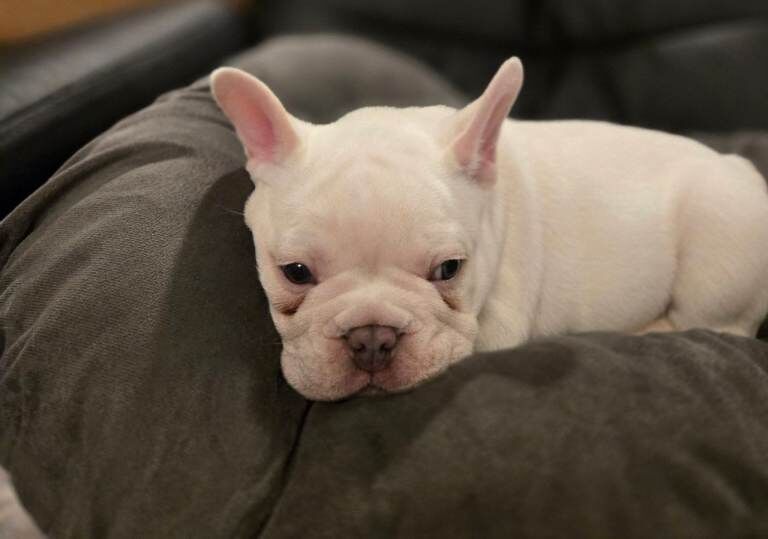 French Bulldog puppies for sale in Halesowen, West Midlands – 9 weeks old