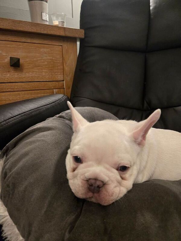 French Bulldog puppies for sale in Halesowen, West Midlands – 12 weeks old - Image 2 of 6