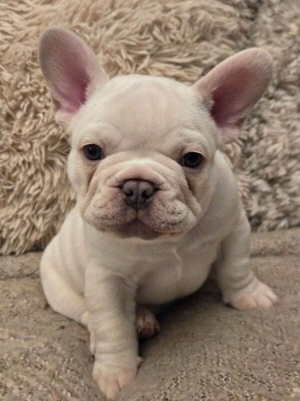 French Bulldog puppies for sale in Halesowen, West Midlands – 12 weeks old - Image 3 of 6