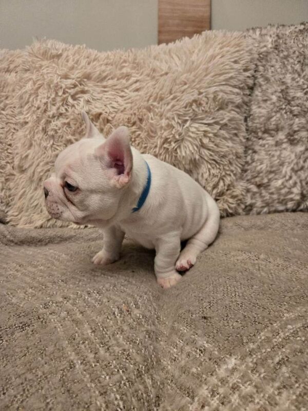 French Bulldog puppies for sale in Halesowen, West Midlands – 12 weeks old - Image 4 of 6