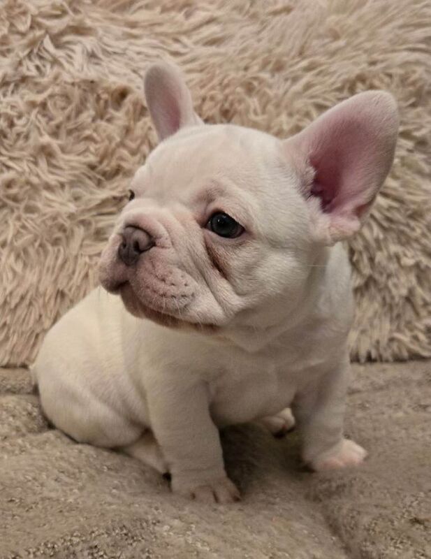 French Bulldog puppies for sale in Halesowen, West Midlands – 12 weeks old - Image 5 of 6