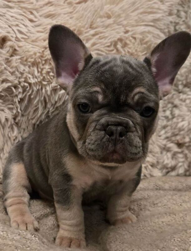 French Bulldog puppies for sale in Halesowen, West Midlands – 12 weeks old - Image 6 of 6