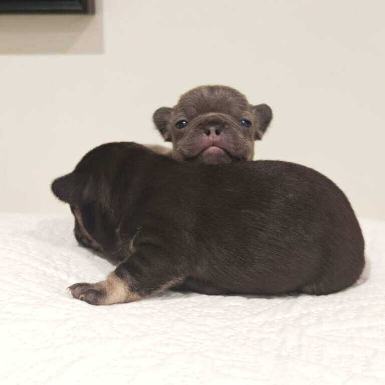 French Bulldog puppies for sale in Brechin, Angus – KC registered, 3 weeks old
