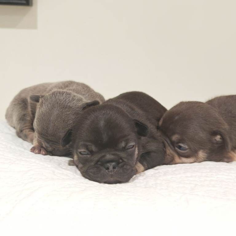 French Bulldog puppies for sale in Brechin, Angus – KC registered, 4 weeks old - Image 2 of 4