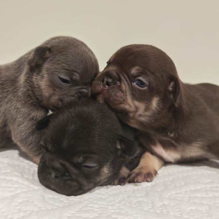 French Bulldog puppies for sale in Brechin, Angus – KC registered, 4 weeks old - Image 3 of 4