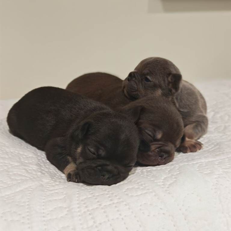 French Bulldog puppies for sale in Brechin, Angus – KC registered, 4 weeks old - Image 4 of 4
