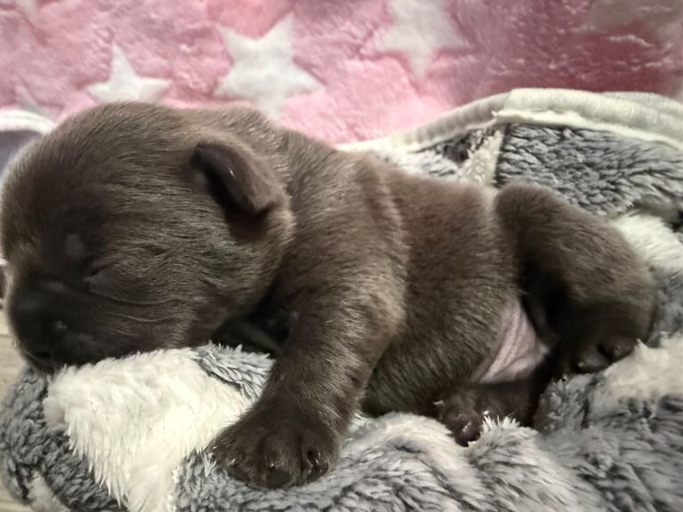 Kennel Club Registered French Bulldog Puppies For Sale