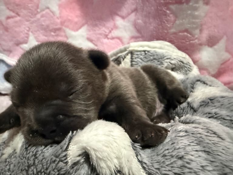 French Bulldog Puppies for Sale - Image 2 of 5