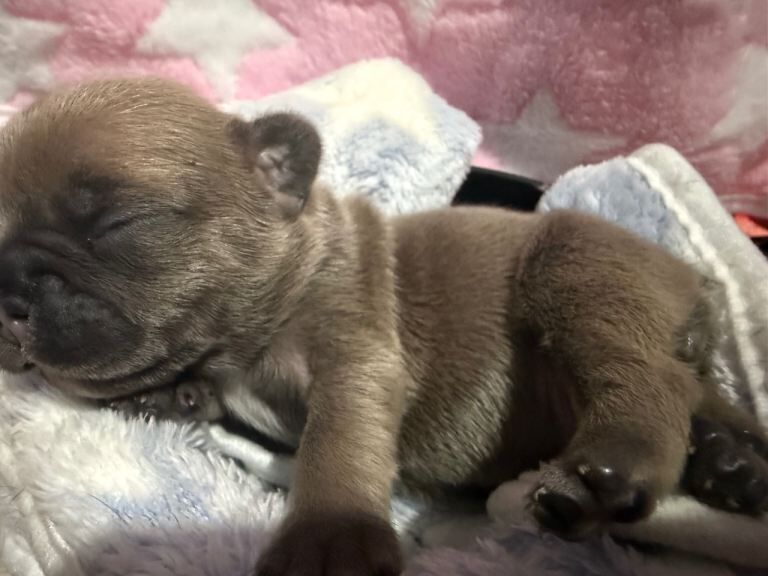 French Bulldog Puppies for Sale - Image 3 of 5
