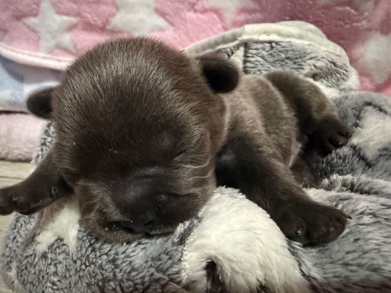 French Bulldog Puppies for Sale - Image 4 of 5