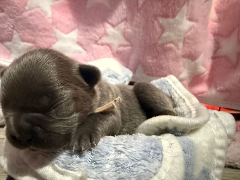 French Bulldog Puppies for Sale - Image 5 of 5