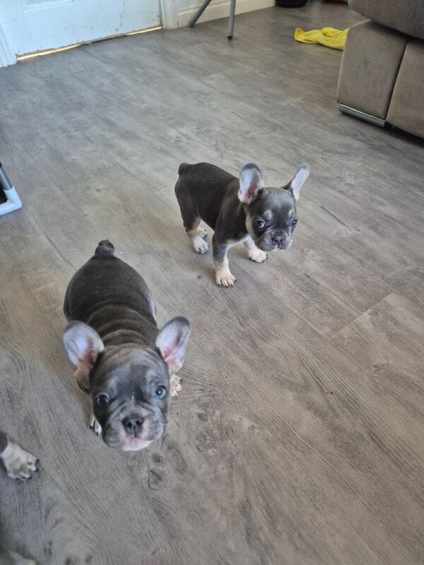 French bulldog puppies for sale