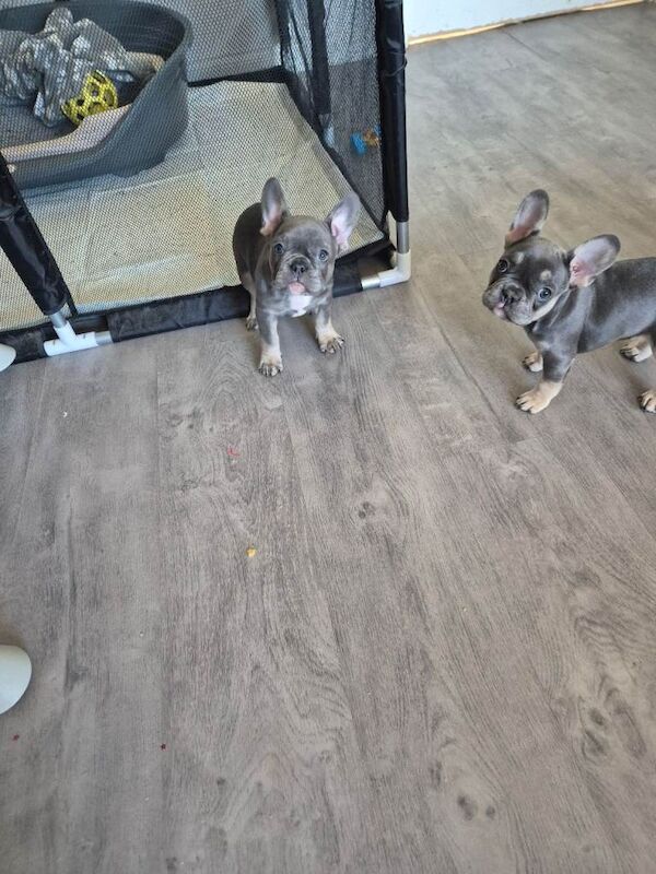 French bulldog puppies for sale - Image 2 of 5