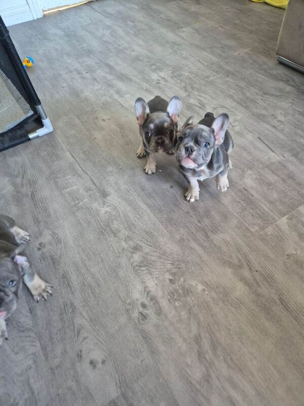 French bulldog puppies for sale - Image 3 of 5