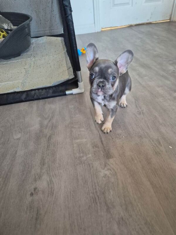 French bulldog puppies for sale - Image 4 of 5