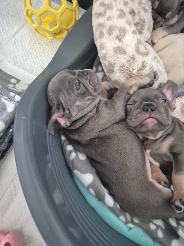 French bulldog puppies for sale - Image 5 of 5