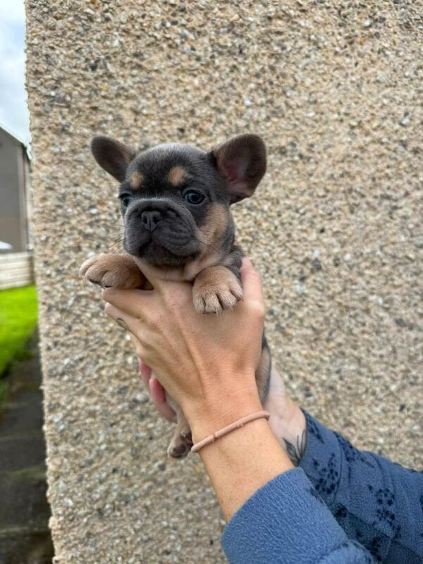 French bulldog puppies for sale