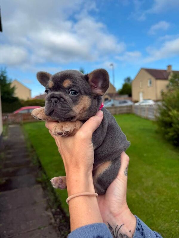 French bulldog puppies for sale - Image 2 of 5
