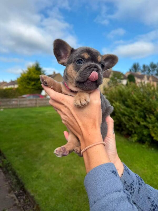 French bulldog puppies for sale - Image 3 of 5
