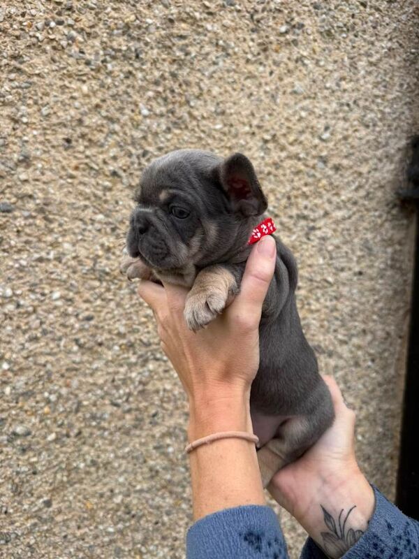 French bulldog puppies for sale - Image 4 of 5