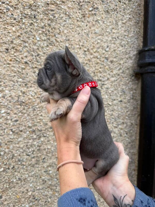 French bulldog puppies for sale - Image 5 of 5