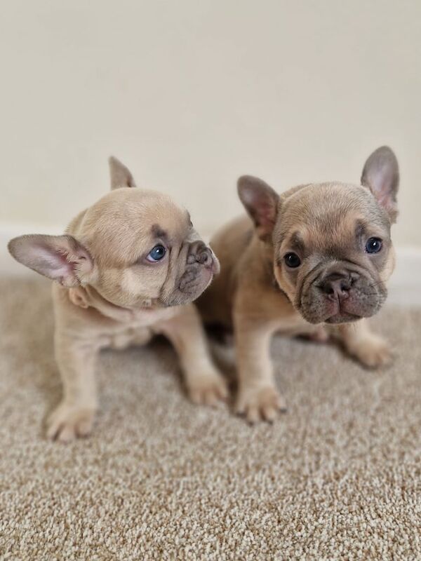 French bulldog puppies frenchie - Image 2 of 6