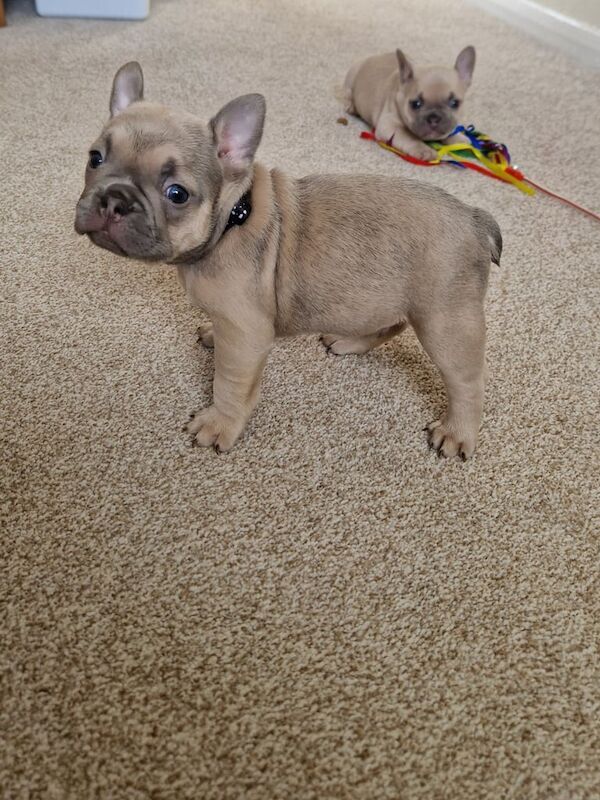 French bulldog puppies frenchie - Image 3 of 6