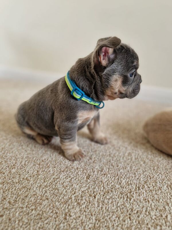 French bulldog puppies frenchie - Image 4 of 6