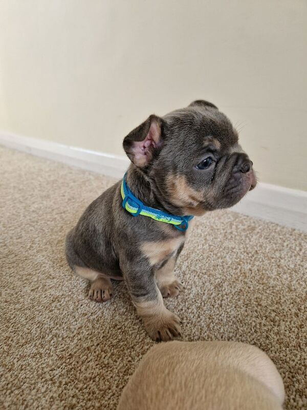 French bulldog puppies frenchie - Image 5 of 6