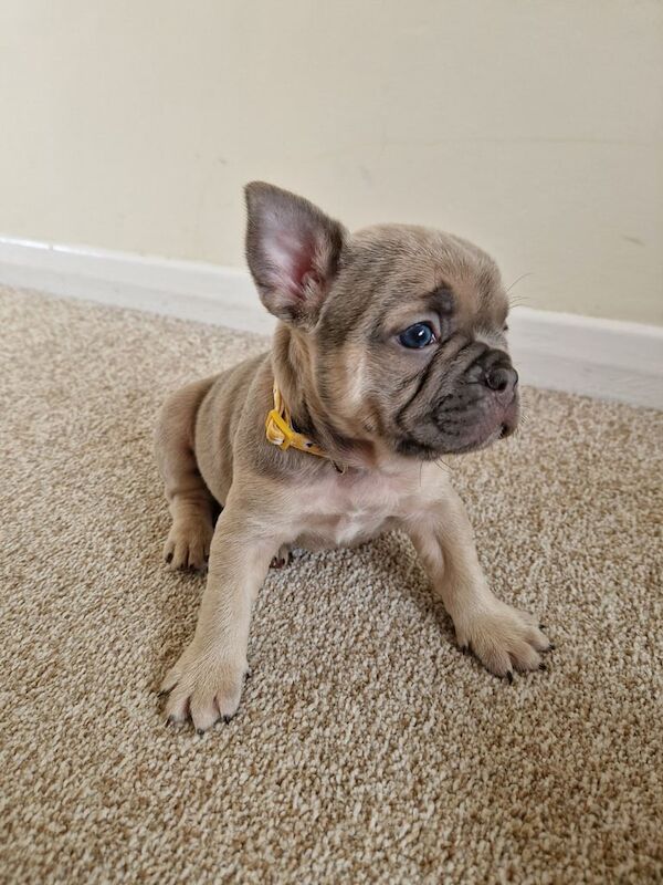 French bulldog puppies frenchie - Image 6 of 6