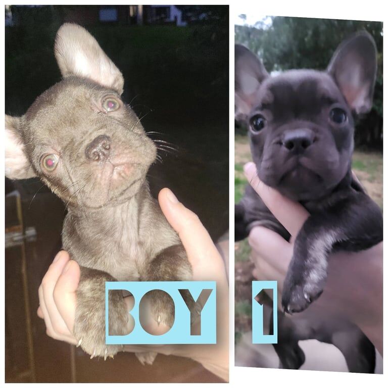 French Bulldog puppies for sale in County Antrim – KC registered, 8 weeks old