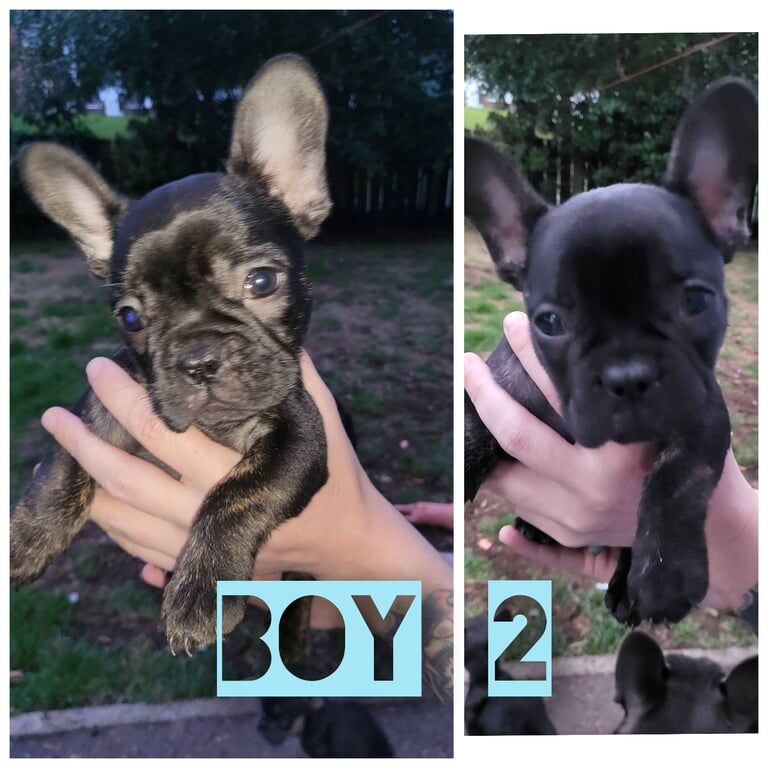 French Bulldog puppies for sale in County Antrim – KC registered, 8 weeks old - Image 2 of 3