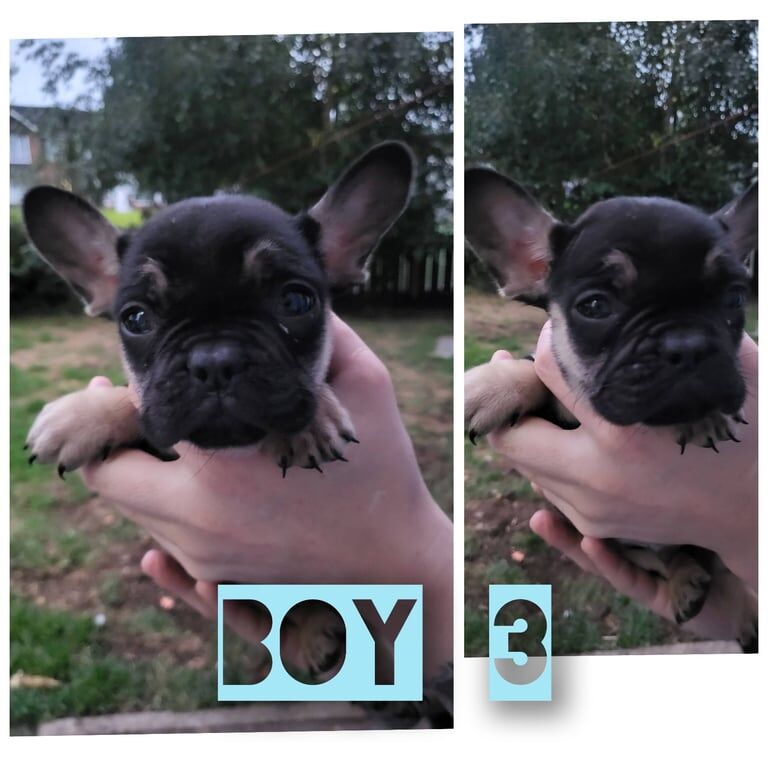 French Bulldog puppies for sale in County Antrim – KC registered, 8 weeks old - Image 3 of 3
