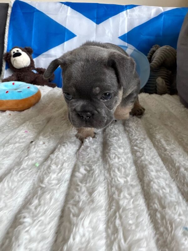 French bulldog puppies. Frenchies last 2 boys - Image 3 of 6