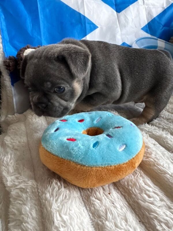 French bulldog puppies. Frenchies last 2 boys - Image 4 of 6