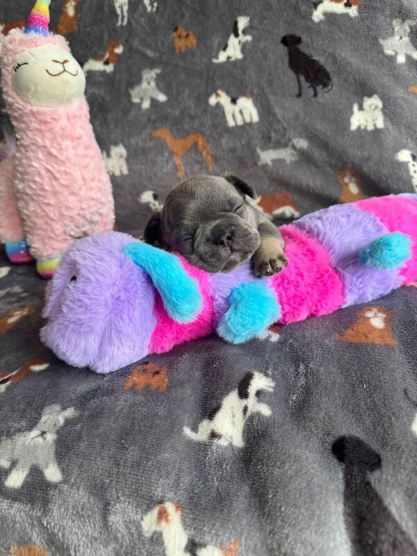 French bulldog puppies. Frenchies last 2 boys - Image 5 of 6