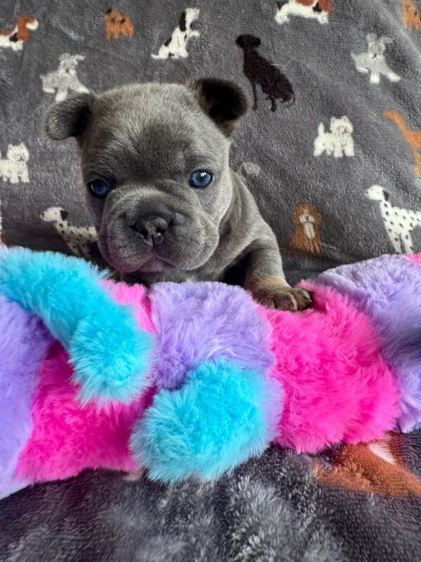 French bulldog puppies. Frenchies last 2 boys - Image 6 of 6