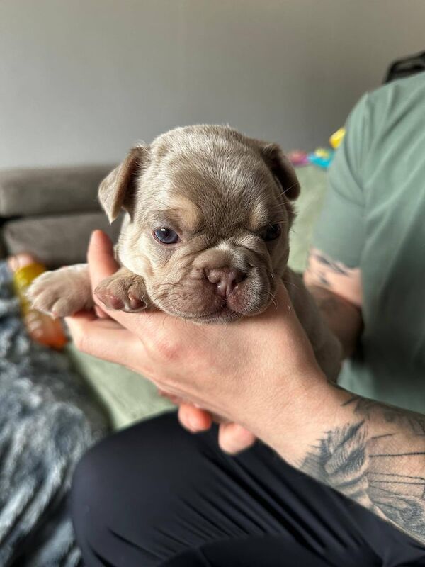 French Bulldog puppies for sale in Johnstone, Renfrewshire – KC registered, 5 weeks old