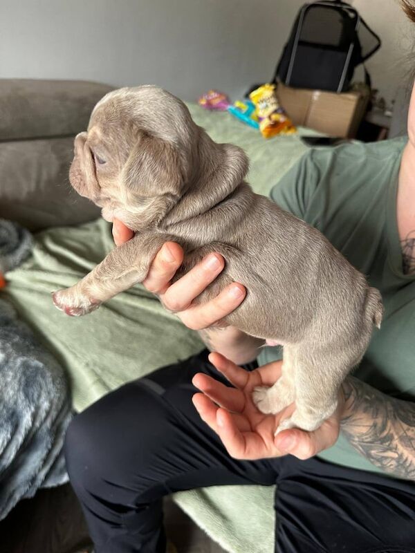 French Bulldog puppies for sale in Johnstone, Renfrewshire – KC registered, 5 weeks old - Image 2 of 3