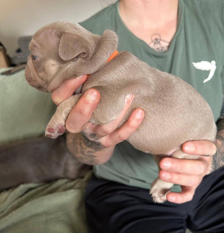 French Bulldog puppies for sale in Johnstone, Renfrewshire – KC registered, 5 weeks old - Image 3 of 3