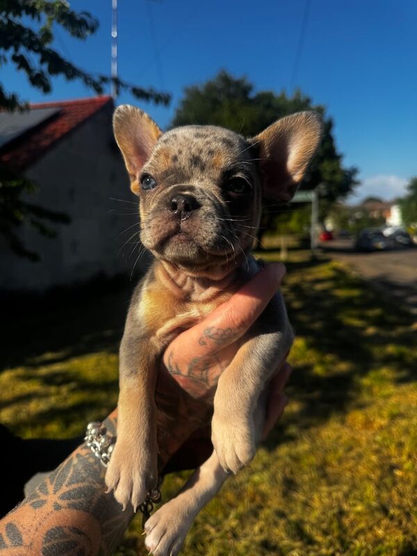 French Bulldog Puppies Isabella Merle with Tan/ Lilac Merle/ White & Cream for sale in Bournemouth, Dorset
